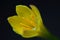 A close-up of crocus ankara flower.