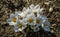 Close-up of Crocus Ard Schenk. Soft focus of beautiful white crocuses in spring garden background. Nature concept for spring