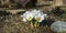 Close-up of Crocus Ard Schenk. Soft focus of beautiful white crocuses in spring garden background. Nature concept for spring desig