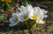 Close-up of Crocus Ard Schenk. Soft focus of beautiful white crocuses in spring garden background. Nature concept for spring desig