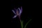 Close up crocus on a black background. Spring concept. Moody flora