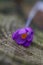 Close up of a crocus flower