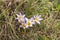 Close up of crocus flowers in a meadow.