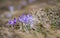 Close up of crocus heuffelianus. Selective focuse on the beautiful violet mountain flower crosus