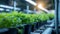 Close-up of crop seedlings. Plants are growing from seeds in trays in a greenhouse. Seedling nursery. Smart farming