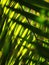 Close up crop view of green yellow brown decorate betel palm leafs outdoor selective focus