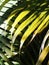 Close up crop view of green yellow brown decorate betel palm leafs outdoor selective focus