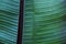 Close up cropped image of banana palm leaf with visible texture structure. Green nature concept background.