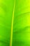 Close up cropped image of banana palm leaf with visible texture structure. Green nature concept background