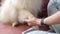 Close-up cropped shot of unrecognizable female owner teaching pretty white small Spitz pet dog command to give paw.
