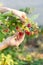 Close up cropped vertical photo of person lady hands pluck rips