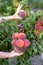 Close up cropped vertical photo of woman hands hold ripe mellow