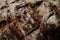 Close-up of cross hatch marks on loaf of artisanal bread