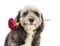 Close-up of a Crossbreed, 4 years old, holding a red rose in its mouth