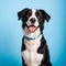 Close-up of a Crossbreed dog in front of a blue background. A happy black and white Terrier mixed breed dog looking up at the