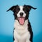 Close-up of a Crossbreed dog in front of a blue background. A happy black and white Terrier mixed breed dog looking up at the