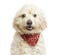 Close-up of a Crossbreed dog wearing a red bandana, panting