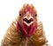 Close-up of Crossbreed rooster, Pekin