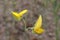 close up crotalaria flower, Crotalaria legumes used as green manure