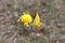 close up crotalaria flower, Crotalaria legumes used as green manure.