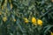 Close up Crotalaria juncea or sunn hemp flower