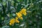 Close up Crotalaria juncea or sunn hemp flower