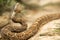 Close-up of crotalus atrox or western diamondback rattlesnake. Beautiful venomous snake in serpentarium. Exotic tropical