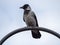 Close-up of a crow sitting on a chimney against a gray sky