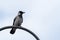 Close-up of a crow sitting on a chimney against a gray sky. Copy space