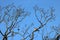 Close up crown of bare tree with birds in spring
