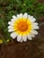 Close up of Crown Daisy flower.Crown Daisy.Beautiful Crown Daisy Flower.In Flowers Nursery.