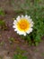 Close up of Crown Daisy flower.Crown Daisy.Beautiful Crown Daisy Flower.In Flowers Nursery.