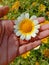 Close up of Crown Daisy flower.Crown Daisy.Beautiful Crown Daisy Flower.In Flowers Nursery.