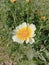 Close up of Crown Daisy flower.Crown Daisy.Beautiful Crown Daisy Flower.In Flowers Nursery.