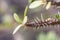 Close up Crown-of-thorns flower.Christ plant, or Christ thorn.Euphorbia Milii Desmoul