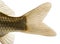 Close-up of a Crucian carp\'s caudal fin, Carassius carassius