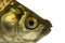 Close-up of a Crucian carp\'s head, Carassius carassius