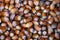 Close up crusty hazelnuts in bulk