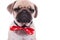 Close up of crying pug wearing red bowtie with white dots