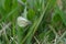 Close up of a Cryptic Wood White butterfly in the grass