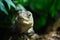 Close-up of Ctenosaura bakeri, also known as the Utila iguana