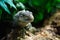 Close-up of Ctenosaura bakeri, also known as the Utila iguana