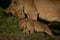 Close-up of cub climbing slope with lioness