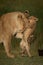 Close-up of cub on hindleg biting lioness