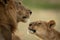 Close-up of cub reaching to lick lion