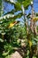 Close up of Cuban banana palm with bunches of bananas