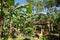 Close up of Cuban banana palm with bunches of bananas