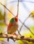 Close-up of a Cuban Tody