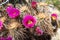 Close up of cuctus pink flowers