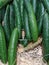 close up of cucumber at the groceries super market